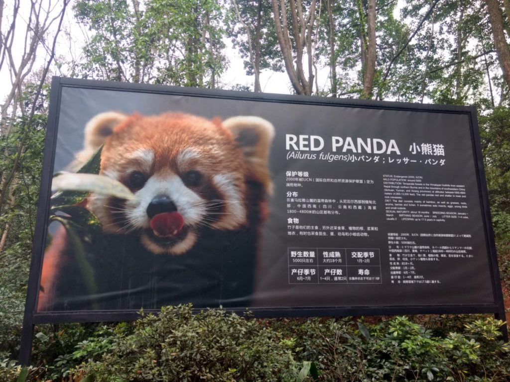 Red Panda at Chengdu Panda Reserve