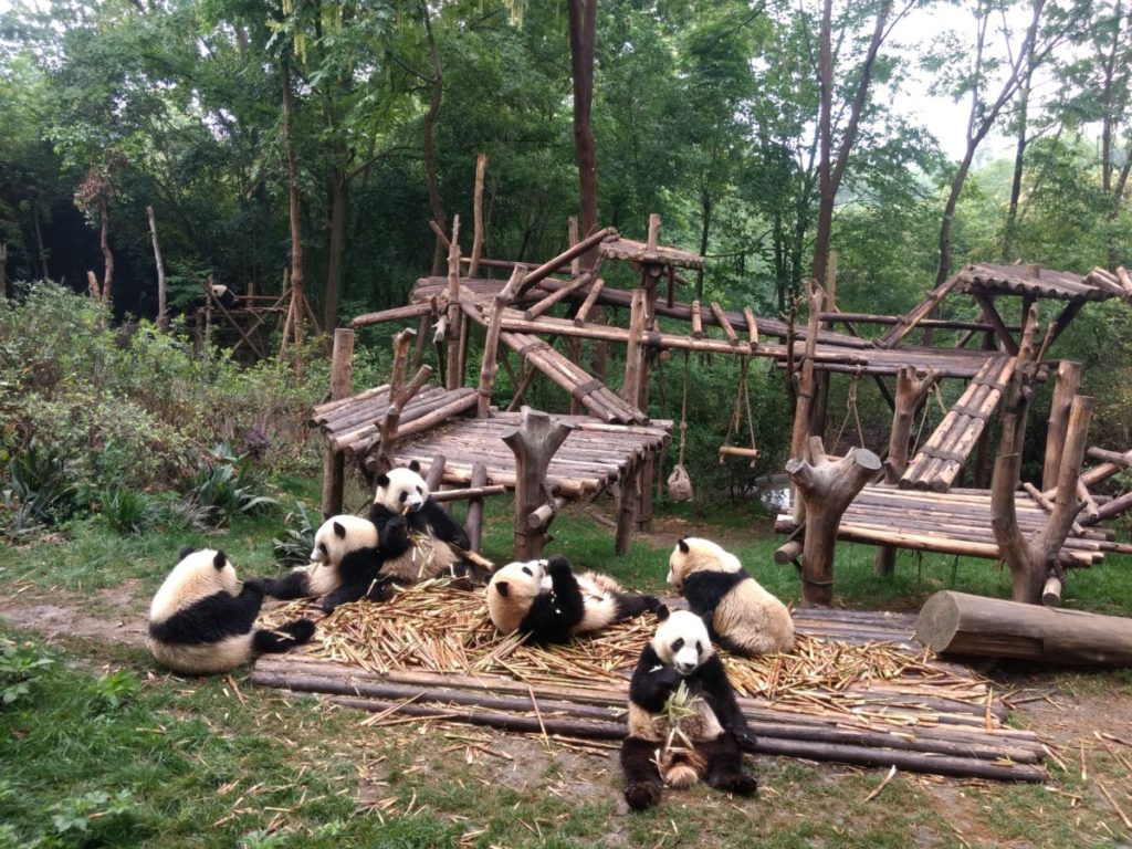 Cuddly Giant Panda cubs enjoying breakfast at Chengdu Panda Reserve