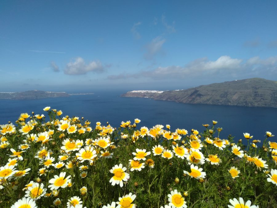 wildflowers, Fira to Oia, Santorini hiking