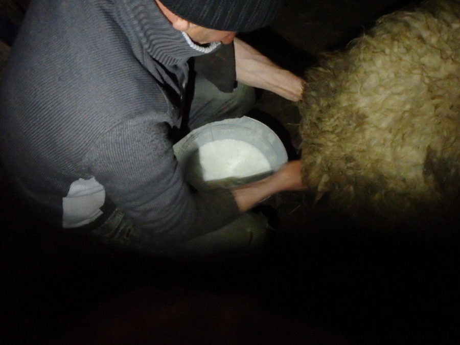 Milking sheep, Azerbaijan life