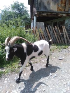 Village goat