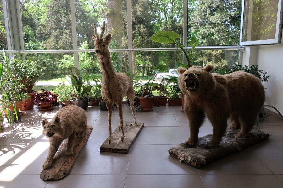 Stuffed large animals in the Lagodekhi Park information office