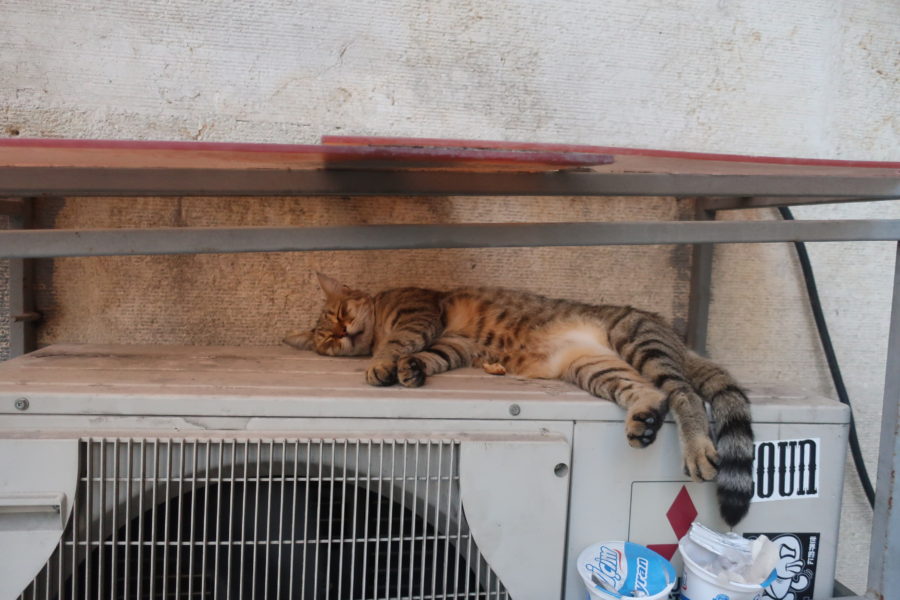 Istanbul cats, air con cat