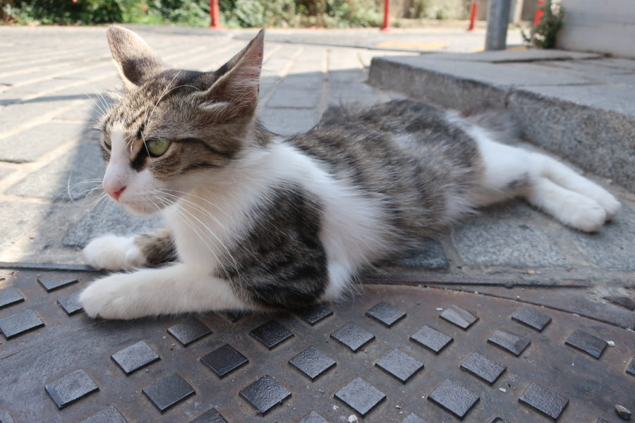 Anadolu Kavagi cat, cats of istanbul