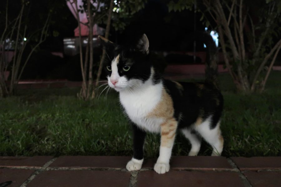 Besiktas cat, cats of istanbul