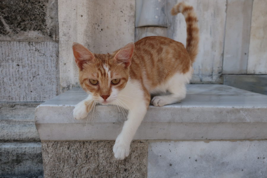 Thirsty cat, Fatih mosque cat