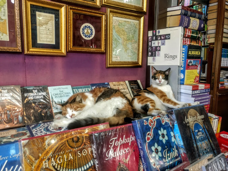 erudite cats, cats of Istanbul