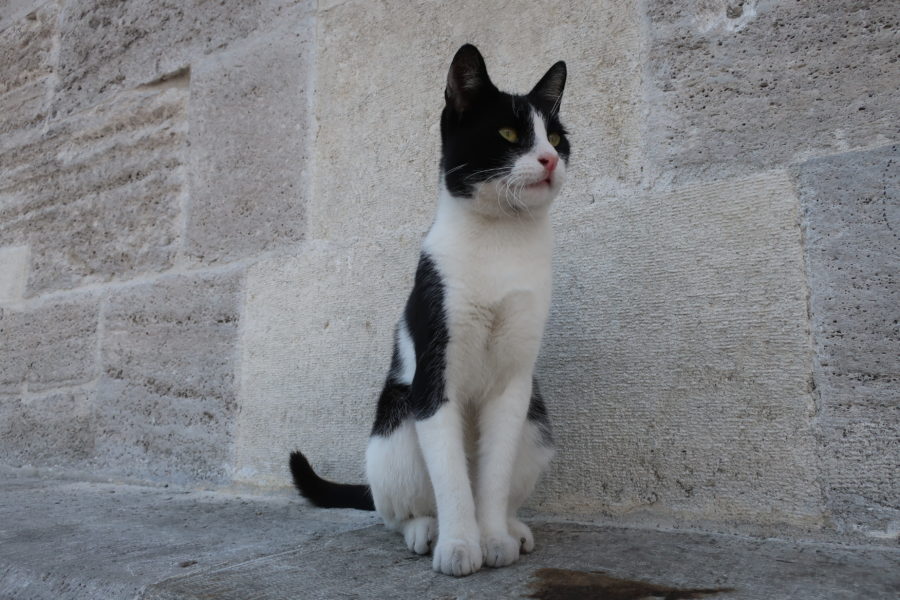 Fatih mosque cat
