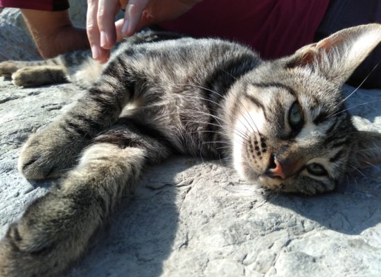 Kadikoy cat, Cats of Istanbul