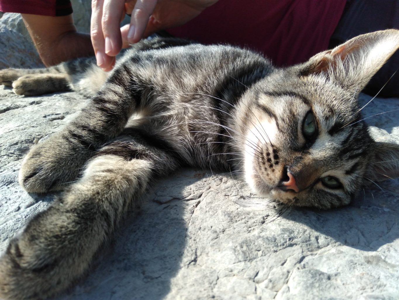 Kadikoy cat, Cats of Istanbul