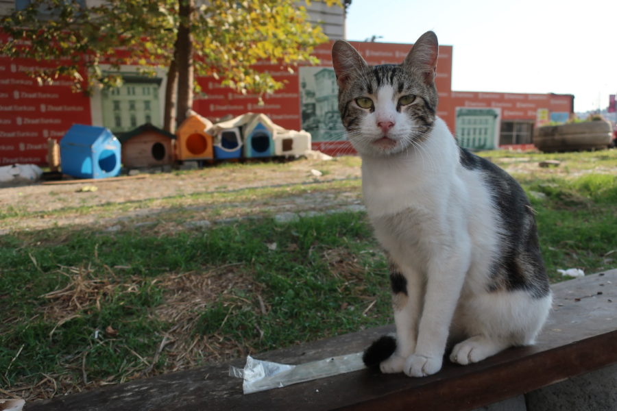 Karakoy cat, cats of Istanbul