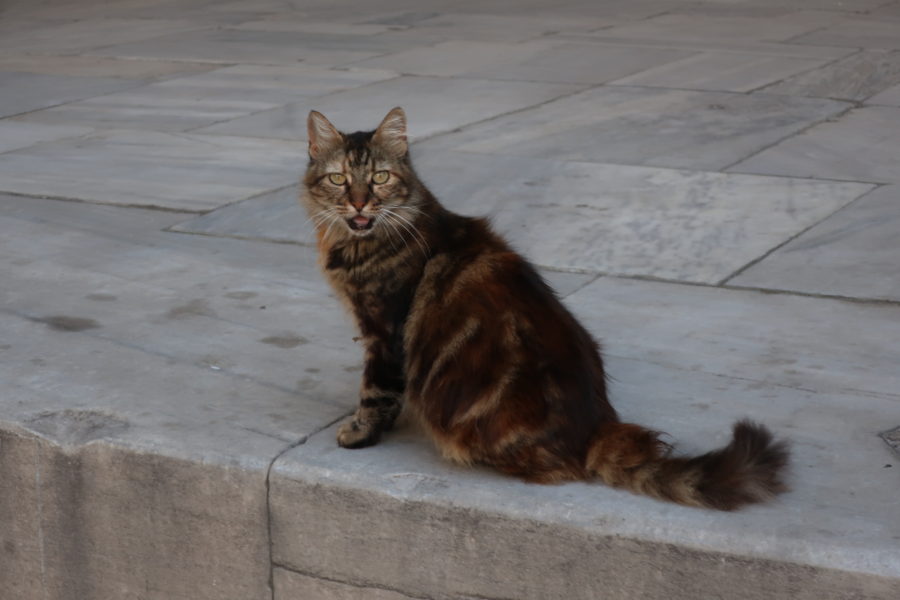 Princes mosque cat