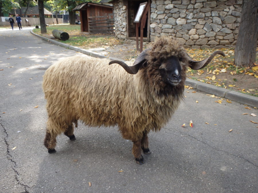 Sheep, Bucharest, National village Museum
